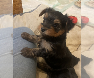 Yorkshire Terrier Puppy for Sale in OHATCHEE, Alabama USA