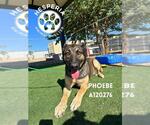 Small #1 German Shepherd Dog Mix