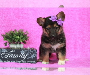 German Shepherd Dog-Welsh Cardigan Corgi Mix Puppy for sale in APPLE CREEK, OH, USA