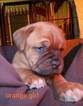 Small Photo #1 Dogue de Bordeaux Puppy For Sale in HURLOCK, MD, USA