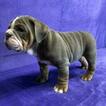 Small Photo #1 Bulldog Puppy For Sale in GROSSE POINTE FARMS, MI, USA