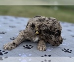 Small Photo #23 Goldendoodle Puppy For Sale in HOWARD CITY, MI, USA