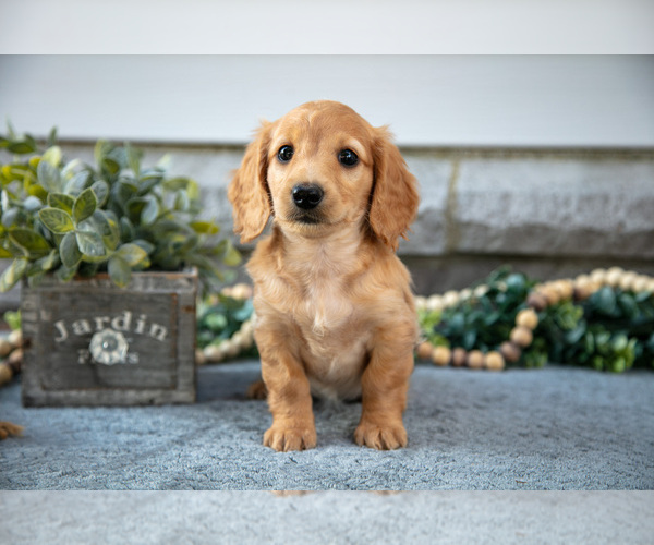 Medium Photo #1 Dachshund Puppy For Sale in NAPPANEE, IN, USA