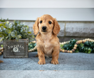 Dachshund Litter for sale in NAPPANEE, IN, USA