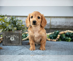 Image preview for Ad Listing. Nickname: Litter of 8