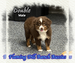 Miniature Australian Shepherd Puppy for sale in FORESTBURG, TX, USA