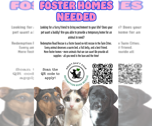 Medium Photo #1 Mutt Puppy For Sale in Crystal, MN, USA