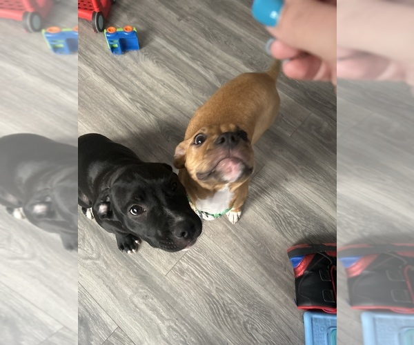 Medium Photo #1 American Pit Bull Terrier Puppy For Sale in WOONSOCKET, RI, USA