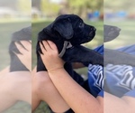 Small Photo #4 Labrador Retriever Puppy For Sale in ELGIN, TX, USA