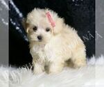 Small #2 Maltipoo