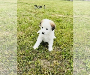 Anatolian Shepherd-Great Pyrenees Mix Puppy for sale in SILOAM SPRINGS, AR, USA