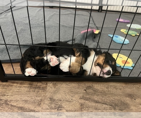 Medium Photo #14 Bernedoodle Puppy For Sale in MARTINSVILLE, IN, USA