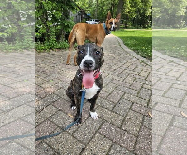 Medium Photo #2 American Staffordshire Terrier-Boston Terrier Mix Puppy For Sale in Minneapolis, MN, USA