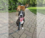 Small #1 American Staffordshire Terrier-Boston Terrier Mix