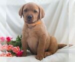 Small #5 Labrador Retriever