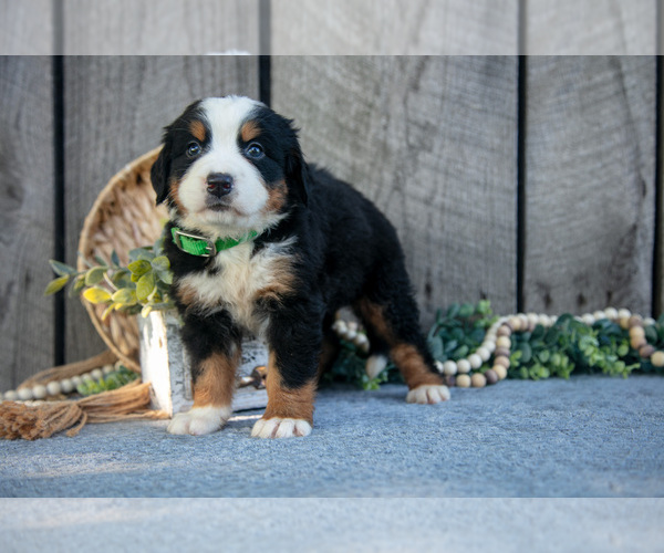 Medium Photo #5 Bernese Mountain Dog Puppy For Sale in SHREVE, OH, USA