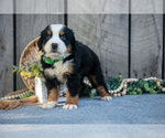 Small #4 Bernese Mountain Dog