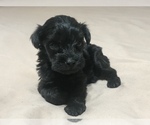 Small Photo #1 Poodle (Toy)-Schnauzer (Miniature) Mix Puppy For Sale in WEWAHITCHKA, FL, USA