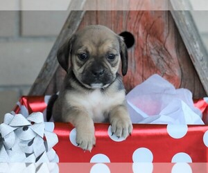 English Bulldog-Puggle Mix Puppy for sale in FREDERICKSBG, OH, USA
