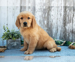 Puppy Jules Golden Retriever