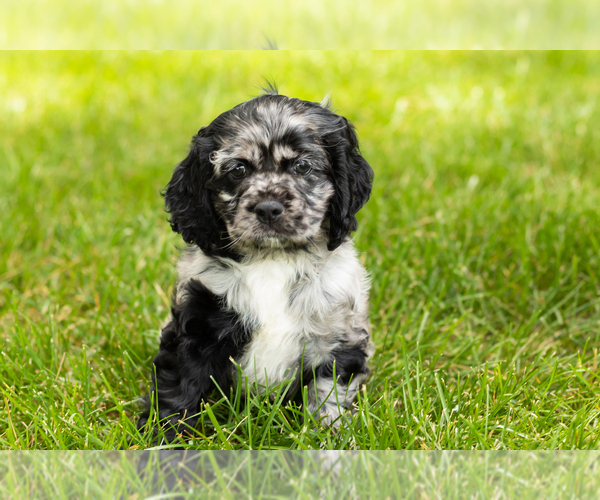 Medium Photo #22 Cocker Spaniel Puppy For Sale in NAPPANEE, IN, USA