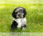 Small Photo #22 Cocker Spaniel Puppy For Sale in NAPPANEE, IN, USA