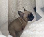 Small Photo #9 French Bulldog Puppy For Sale in CLEVELAND, NC, USA
