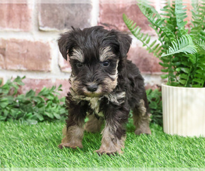 Schnauzer (Miniature) Puppy for sale in SYRACUSE, IN, USA