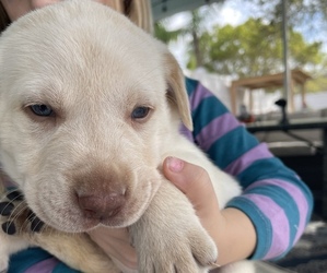 Labrador Retriever Puppy for sale in VERO BEACH, FL, USA