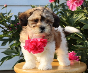 Zuchon Puppy for Sale in THORP, Wisconsin USA