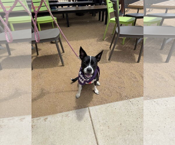 Medium Photo #10 Mutt Puppy For Sale in Euless, TX, USA