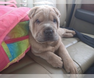 Chinese Shar-Pei-Chow Chow Mix Puppy for sale in TAYLOR, MI, USA
