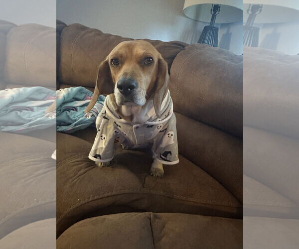 Medium Photo #2 Beagle Puppy For Sale in Clinton , MI, USA