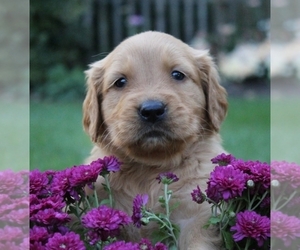 Golden Retriever Puppy for sale in ALBANY, NY, USA