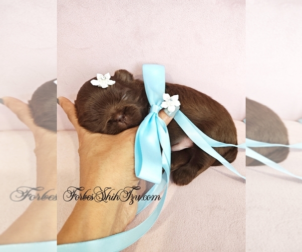 Medium Photo #1 Shih Tzu Puppy For Sale in OCALA, FL, USA