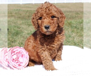 Goldendoodle-Poodle (Miniature) Mix Puppy for sale in EPHRATA, PA, USA