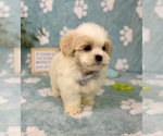 Small #3 Mal-Shi