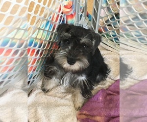 Schnauzer (Miniature) Puppy for sale in SARASOTA, FL, USA