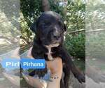 Puppy 7 Rottweiler-American Pit Bull Terrier
