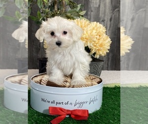 Cotonese Puppy for sale in CANOGA, NY, USA