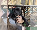Small #6 Mutt