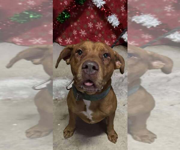 Medium Photo #7 Mutt Puppy For Sale in Abbeville, LA, USA