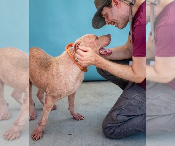 Medium Photo #2 American Pit Bull Terrier-Unknown Mix Puppy For Sale in Pasadena, CA, USA