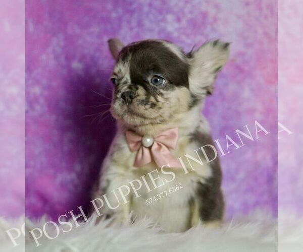 Medium Photo #6 French Bulldog Puppy For Sale in WARSAW, IN, USA