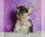 Small Photo #33 French Bulldog Puppy For Sale in WARSAW, IN, USA