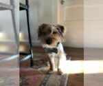 Small #3 Mutt