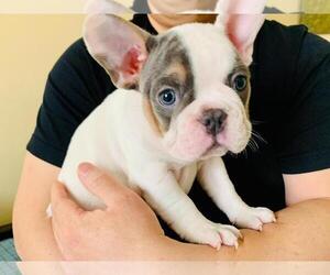 French Bulldog Puppy for sale in SAN FRANCISCO, CA, USA