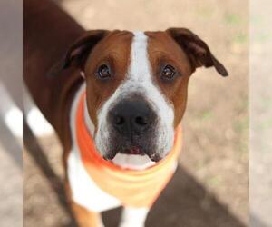 Saint Bernard-Unknown Mix Dogs for adoption in San Antonio, TX, USA