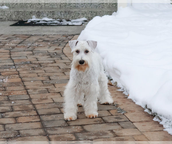 Medium Photo #1 Schnauzer (Miniature) Puppy For Sale in SYRACUSE, IN, USA