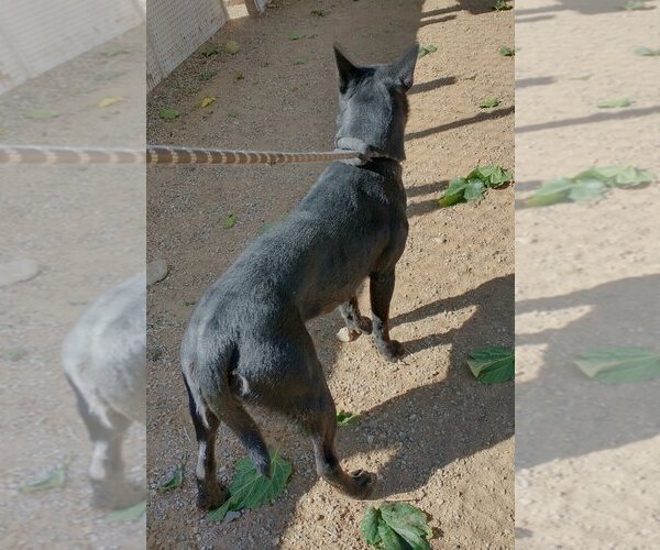 Medium Photo #4 Labrador Retriever Puppy For Sale in Apple Valley, CA, USA